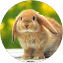 みすひ profile picture